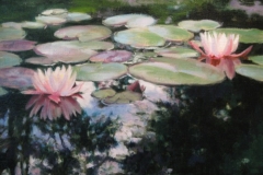 water-lilies-in-bloom